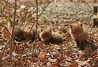 TopRq.com search results: young baby fox cubs