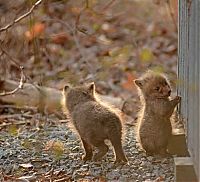 Fauna & Flora: young baby fox cubs