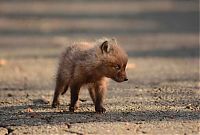 Fauna & Flora: young baby fox cubs