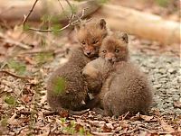 Fauna & Flora: young baby fox cubs