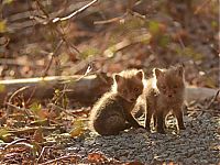 Fauna & Flora: young baby fox cubs