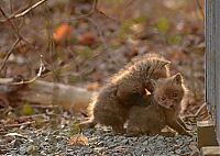 Fauna & Flora: young baby fox cubs