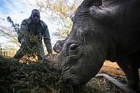 TopRq.com search results: White rhinoceros under the protection, Ol Pejeta Conservancy, Laikipia County, Kenya