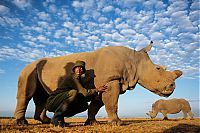 Fauna & Flora: White rhinoceros under the protection, Ol Pejeta Conservancy, Laikipia County, Kenya