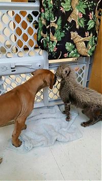 Fauna & Flora: cheetah cub and puppy dog friends