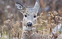 TopRq.com search results: wildlife photography