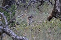 wildlife photography