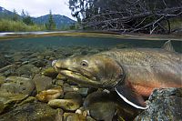 wildlife photography
