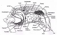 TopRq.com search results: tortoise from inside