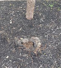 Fauna & Flora: rabbit nest in the backyard