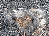 Fauna & Flora: rabbit nest in the backyard