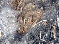TopRq.com search results: rabbit nest in the backyard