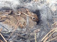 Fauna & Flora: rabbit nest in the backyard
