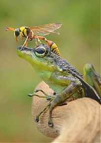 Fauna & Flora: frog and the wasp