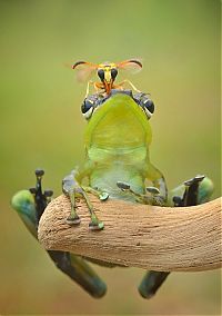 Fauna & Flora: frog and the wasp