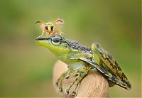 Fauna & Flora: frog and the wasp