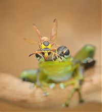 Fauna & Flora: frog and the wasp