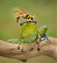 Fauna & Flora: frog and the wasp