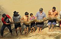 TopRq.com search results: rescuing an anaconda