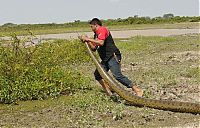 TopRq.com search results: rescuing an anaconda