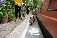 TopRq.com search results: Duck lanes by The Canal & River Trust