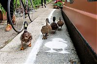 TopRq.com search results: Duck lanes by The Canal & River Trust