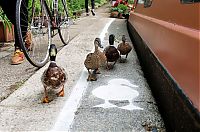 Fauna & Flora: Duck lanes by The Canal & River Trust