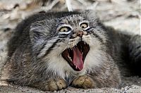 TopRq.com search results: pallas cat manul yawning