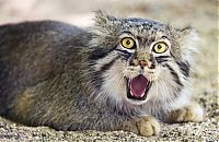 Fauna & Flora: pallas cat manul yawning