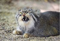 pallas cat manul yawning