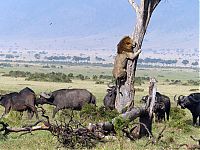 lion climbs tree to escape a buffalo herd