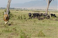 Fauna & Flora: lion climbs tree to escape a buffalo herd