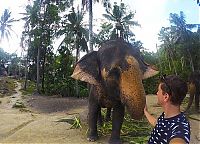 elephant taking a selfie