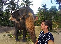 elephant taking a selfie