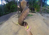 elephant taking a selfie