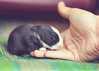 Fauna & Flora: cute bunny rabbit growing