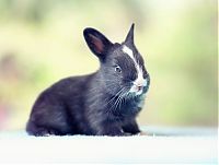 Fauna & Flora: cute bunny rabbit growing