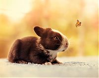 Fauna & Flora: cute bunny rabbit growing