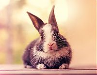 TopRq.com search results: cute bunny rabbit growing