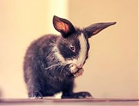 cute bunny rabbit growing