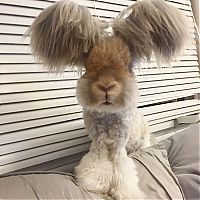 TopRq.com search results: cute bunny rabbit with big ears