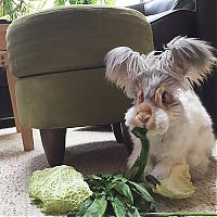 Fauna & Flora: cute bunny rabbit with big ears