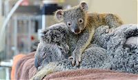 baby koala hugs mother during surgery