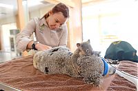 Fauna & Flora: baby koala hugs mother during surgery