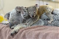 baby koala hugs mother during surgery