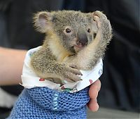 Fauna & Flora: baby koala hugs mother during surgery