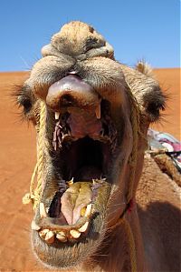 camel mouth