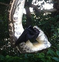 TopRq.com search results: python swallows a bat