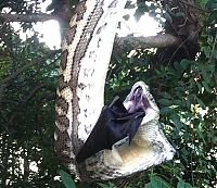 Fauna & Flora: python swallows a bat