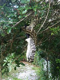 python swallows a bat